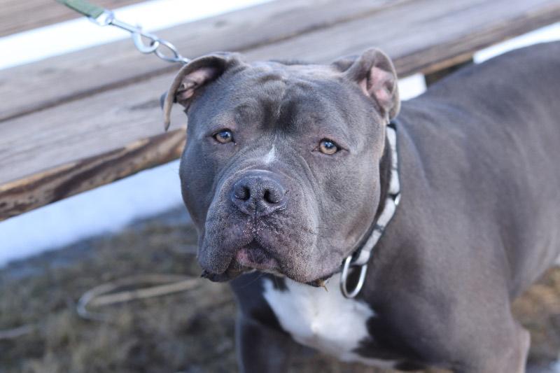 Enlarge Blue, an adoptable Pit Bull Terrier in Ionia, MI image 3/6
