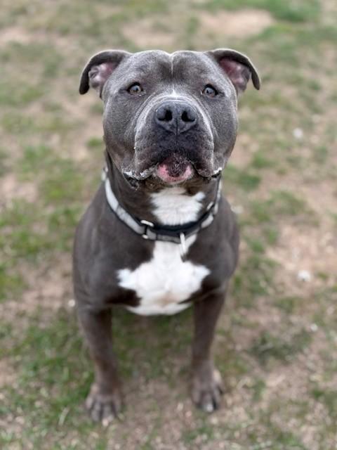 Enlarge Blue, an adoptable Pit Bull Terrier in Ionia, MI image 5/6