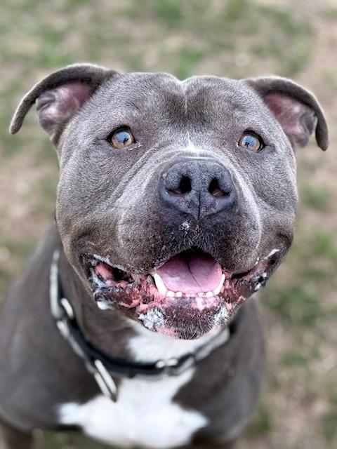 Blue, adoptable, Adult Male Pit Bull Terrier.