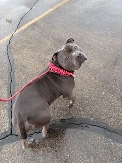 Enlarge Blue, an adoptable Pit Bull Terrier in Ionia, MI image 5/6