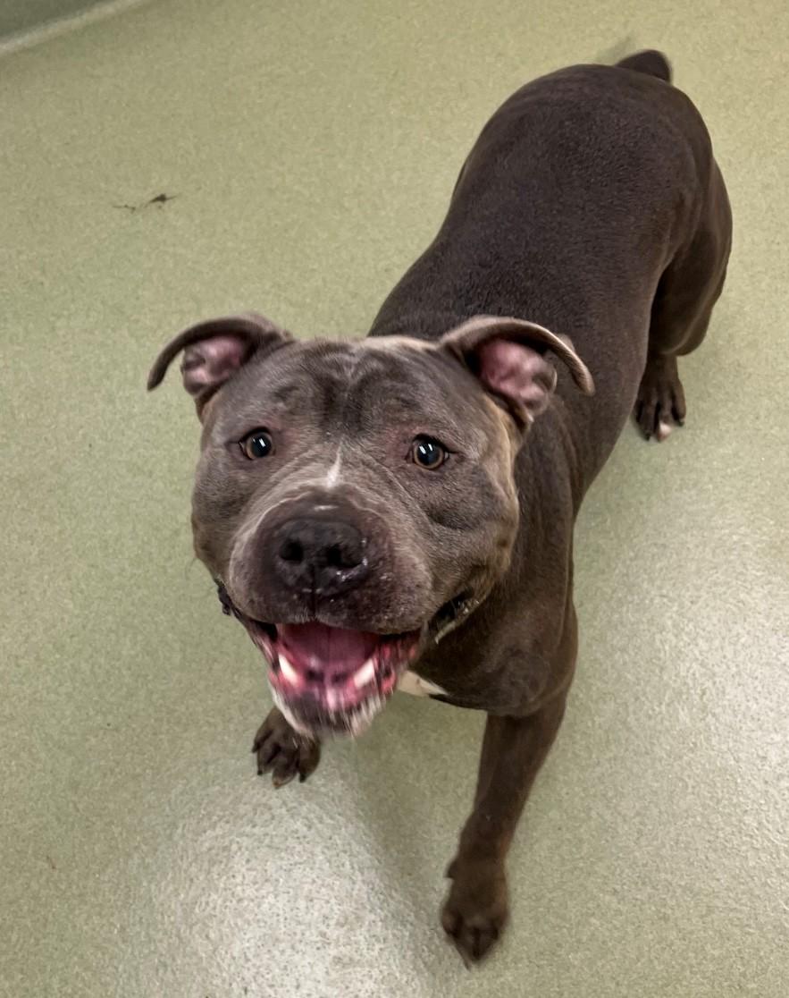 Enlarge Blue, an adoptable Pit Bull Terrier in Ionia, MI image 6/6