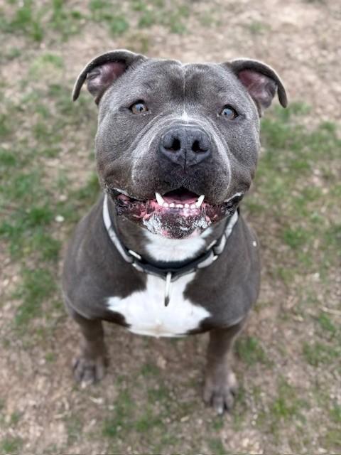 Enlarge Blue, an adoptable Pit Bull Terrier in Ionia, MI image 4/6