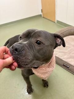 Enlarge Blue, an adoptable Pit Bull Terrier in Ionia, MI image 6/6