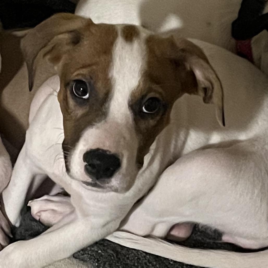 Skipper, Adoptable, Puppy Female Chihuahua.