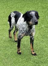 Enlarge Trixie, a ADOPTABLE mixed breed in Commerce, TX image 2/4
