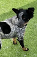 Enlarge Trixie, a ADOPTABLE mixed breed in Commerce, TX image 4/4