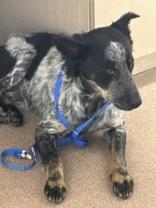 Enlarge Trixie, a ADOPTABLE mixed breed in Commerce, TX image 3/4