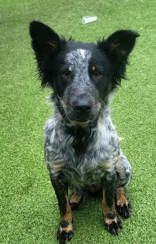 Enlarge Trixie, a ADOPTABLE mixed breed in Commerce, TX image 1/4