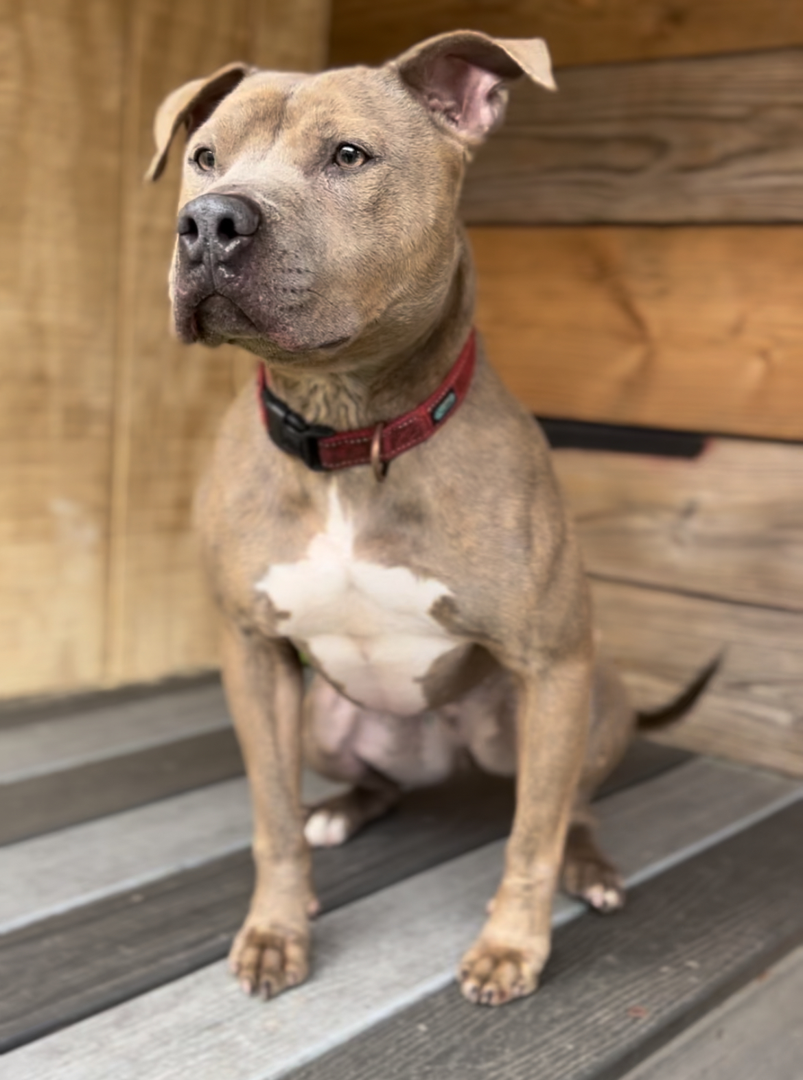 Buster Brown, a Adopted Pit Bull Terrier in Staten island, NY image 1/6