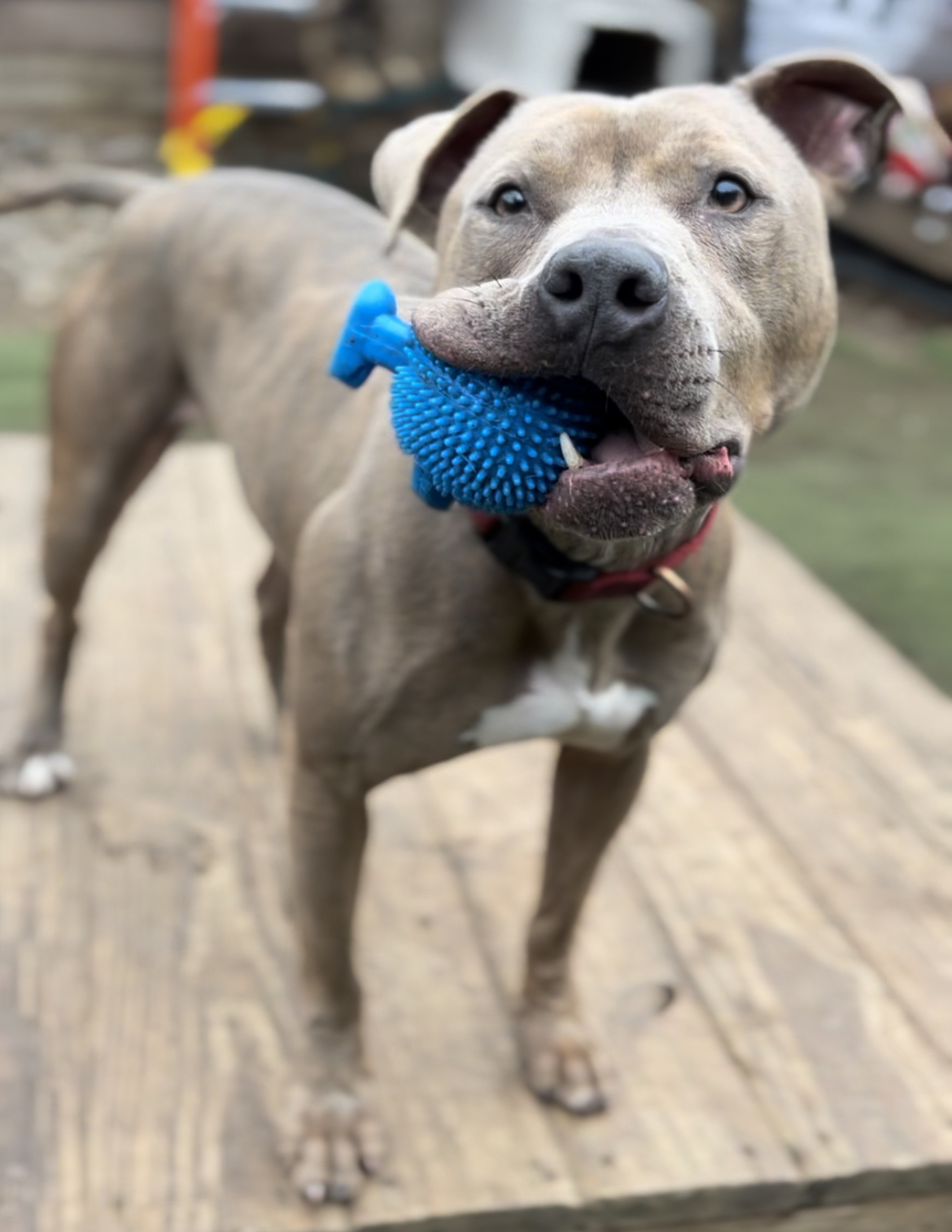Buster Brown, a Adopted Pit Bull Terrier in Staten island, NY image 2/6