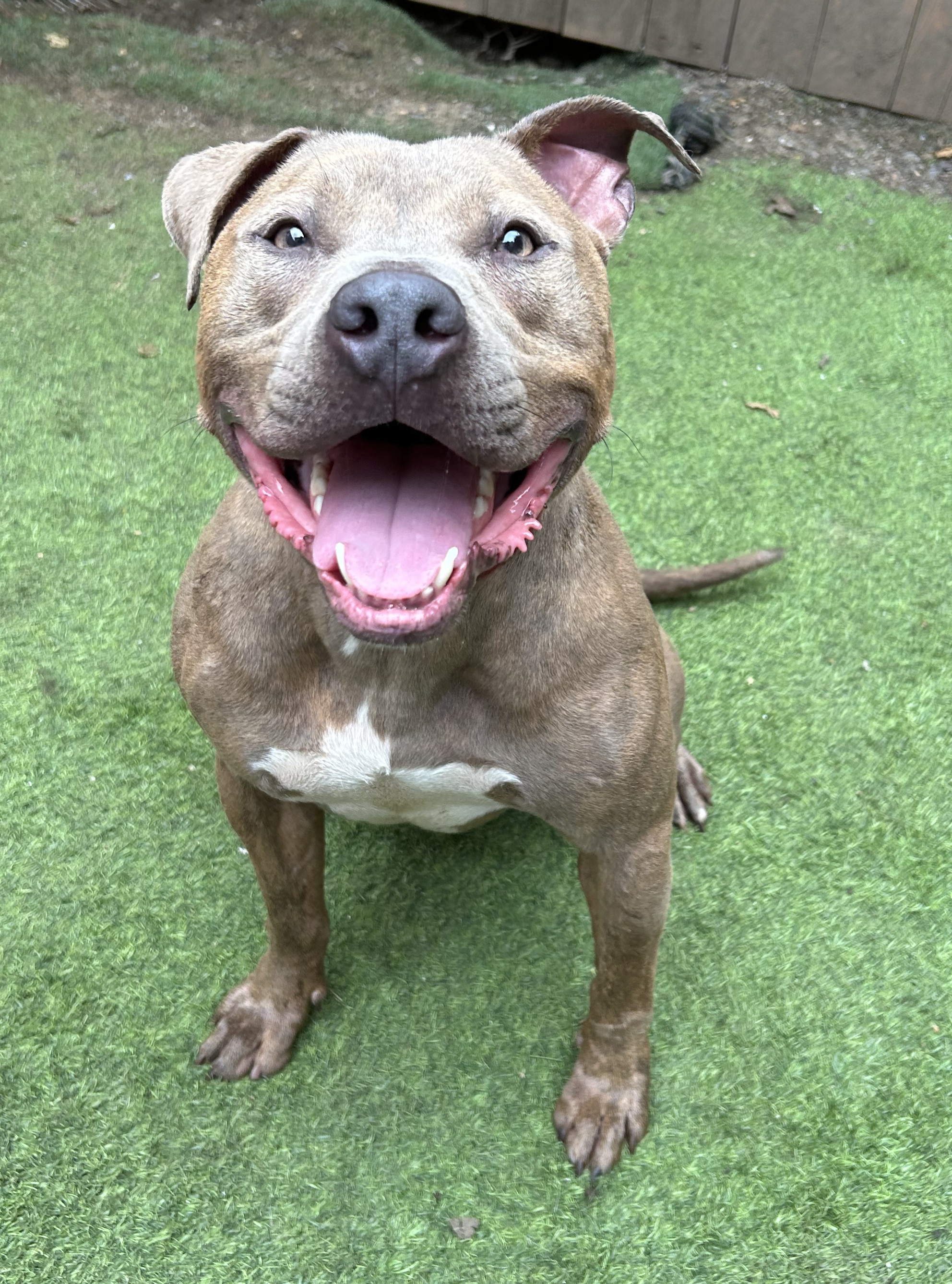 Buster Brown, a Adopted Pit Bull Terrier in Staten island, NY image 3/6
