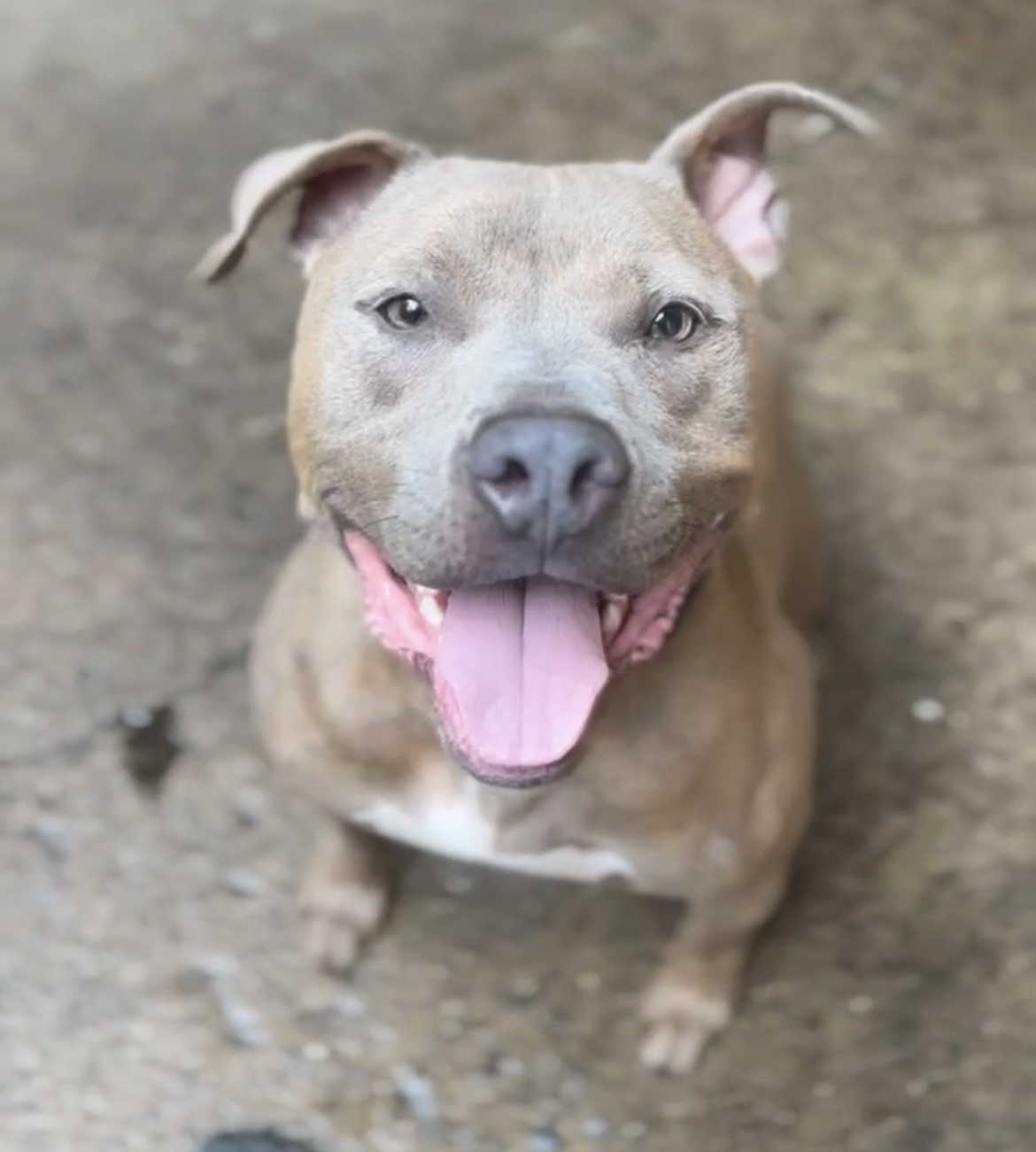 Buster Brown, a Adopted Pit Bull Terrier in Staten island, NY image 4/6