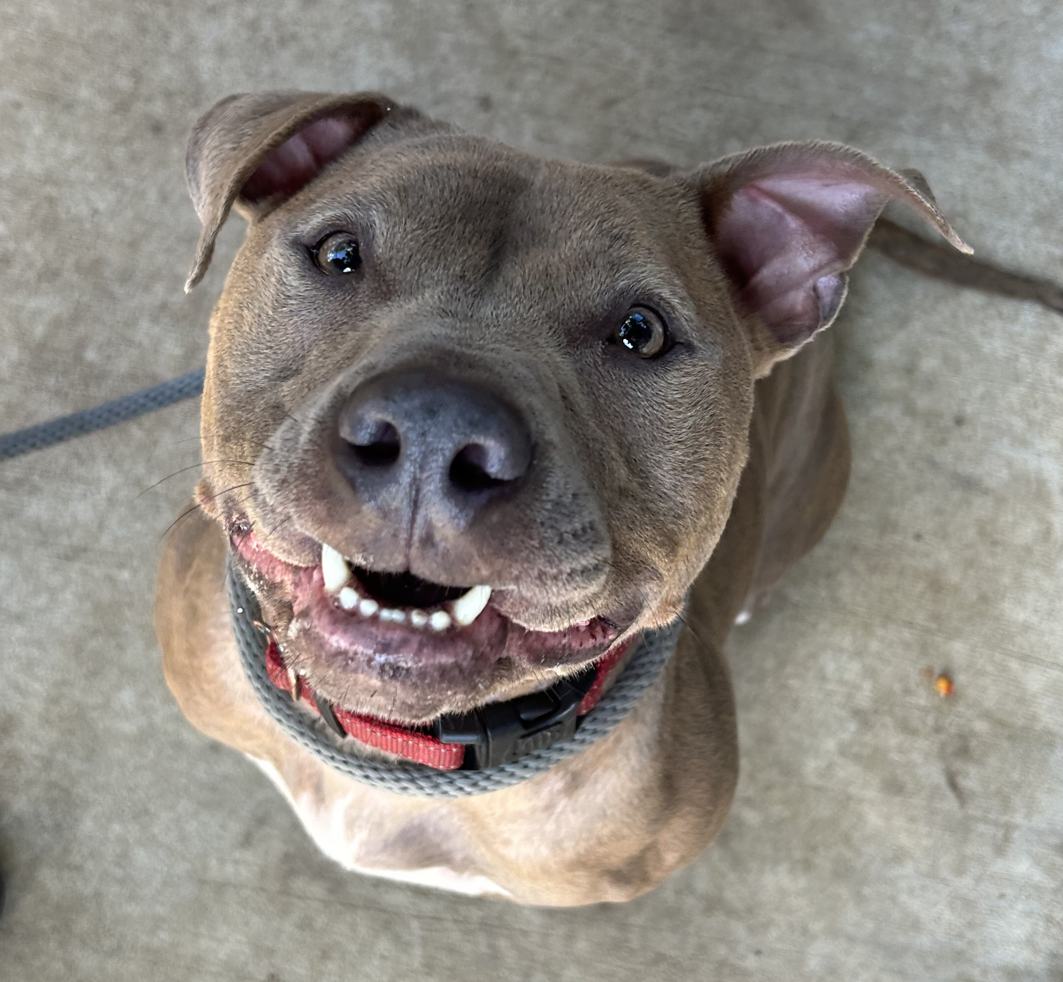 Buster Brown, a Adopted Pit Bull Terrier in Staten island, NY image 6/6