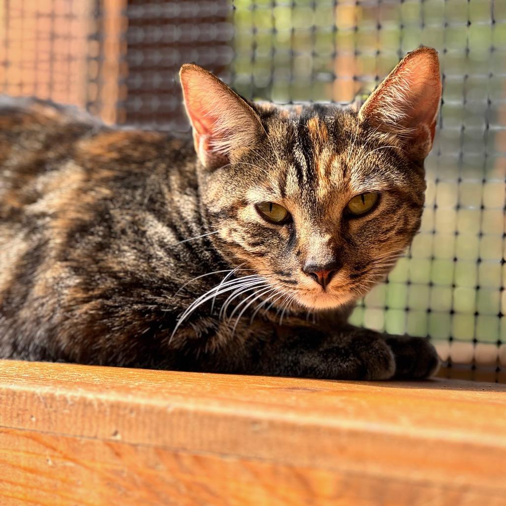 Tennille — thumbnail 2