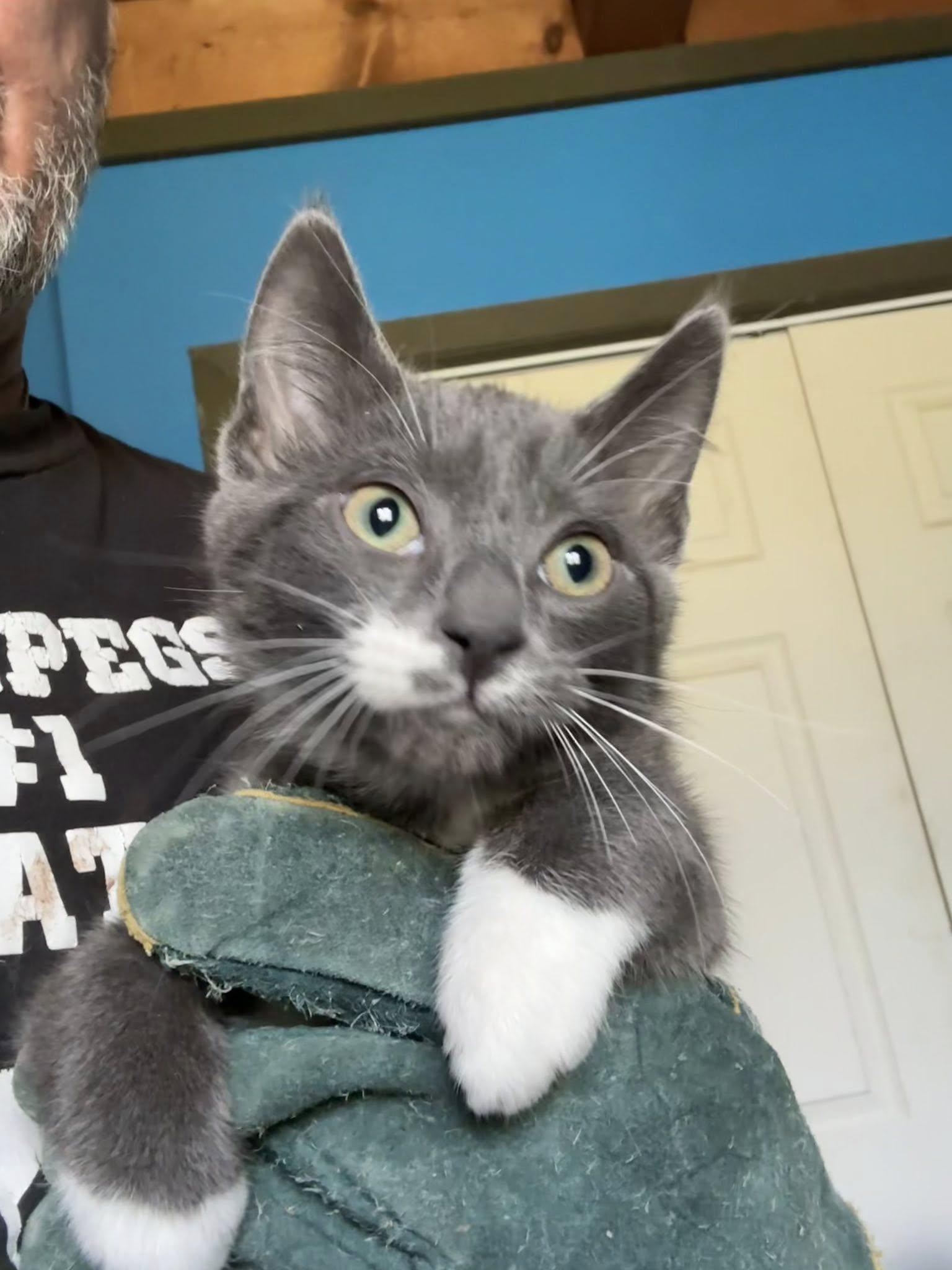 Suzuki, adopted, Kitten Male American Shorthair.