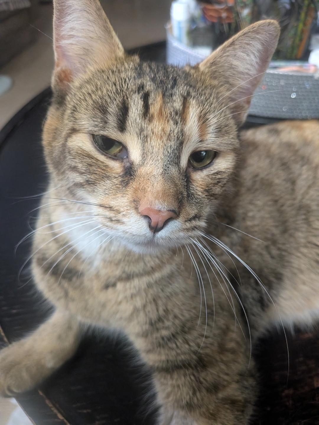 Enlarge Joni, a ADOPTABLE Torbie in Hamilton, ON image 2/3