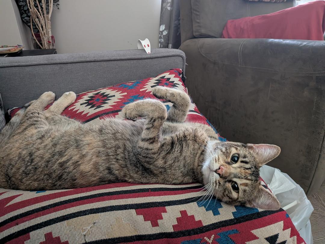 Enlarge Joni, a ADOPTABLE Torbie in Hamilton, ON image 1/3