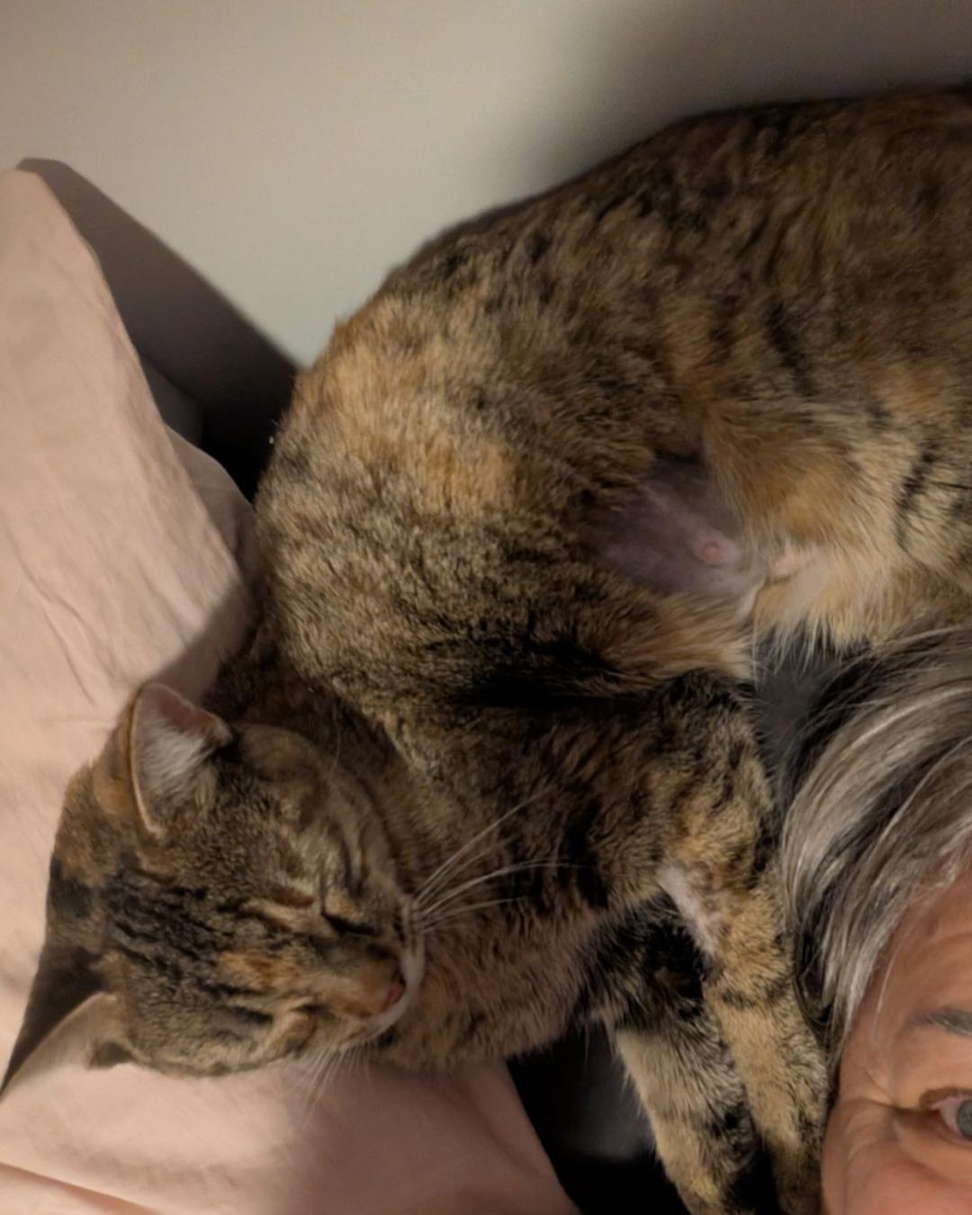 Enlarge Joni, a ADOPTABLE Torbie in Hamilton, ON image 3/3