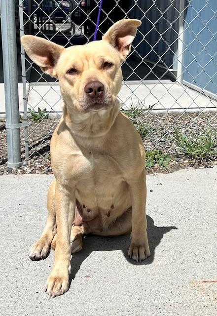 Enlarge 60793091 / Hooey, an adopted Pit Bull Terrier in Elko, NV image 1/1