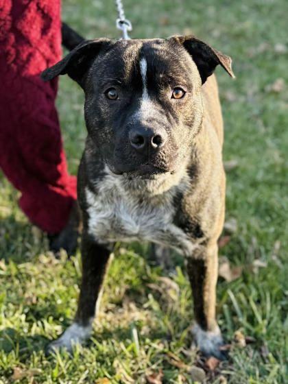 Enlarge Koko, a Adoptable mixed breed in Winchester, VA image 1/1