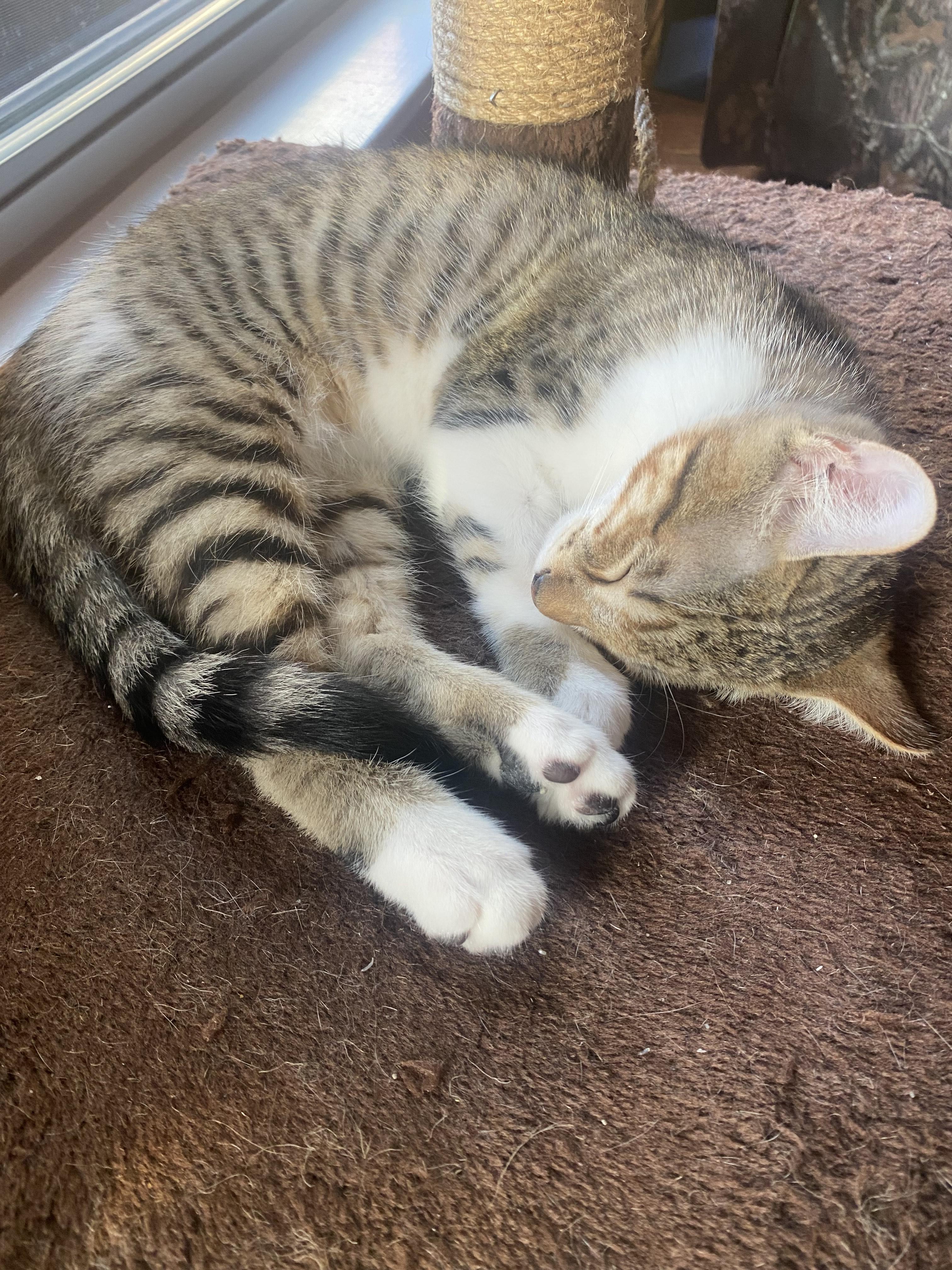 Tigger **COURTESY POST**CONTACT OWNER DIRECTLY**, Adoptable, Young Male Domestic Short Hair.