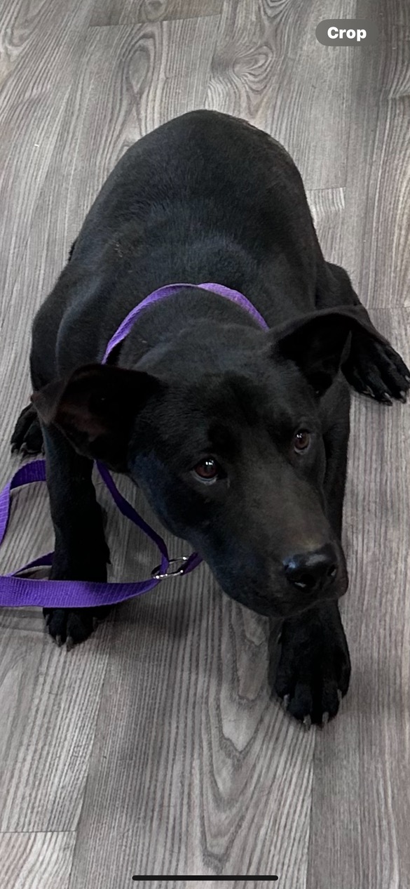 Simon, Adoptable, Young Male Black Labrador Retriever & Chow Chow.