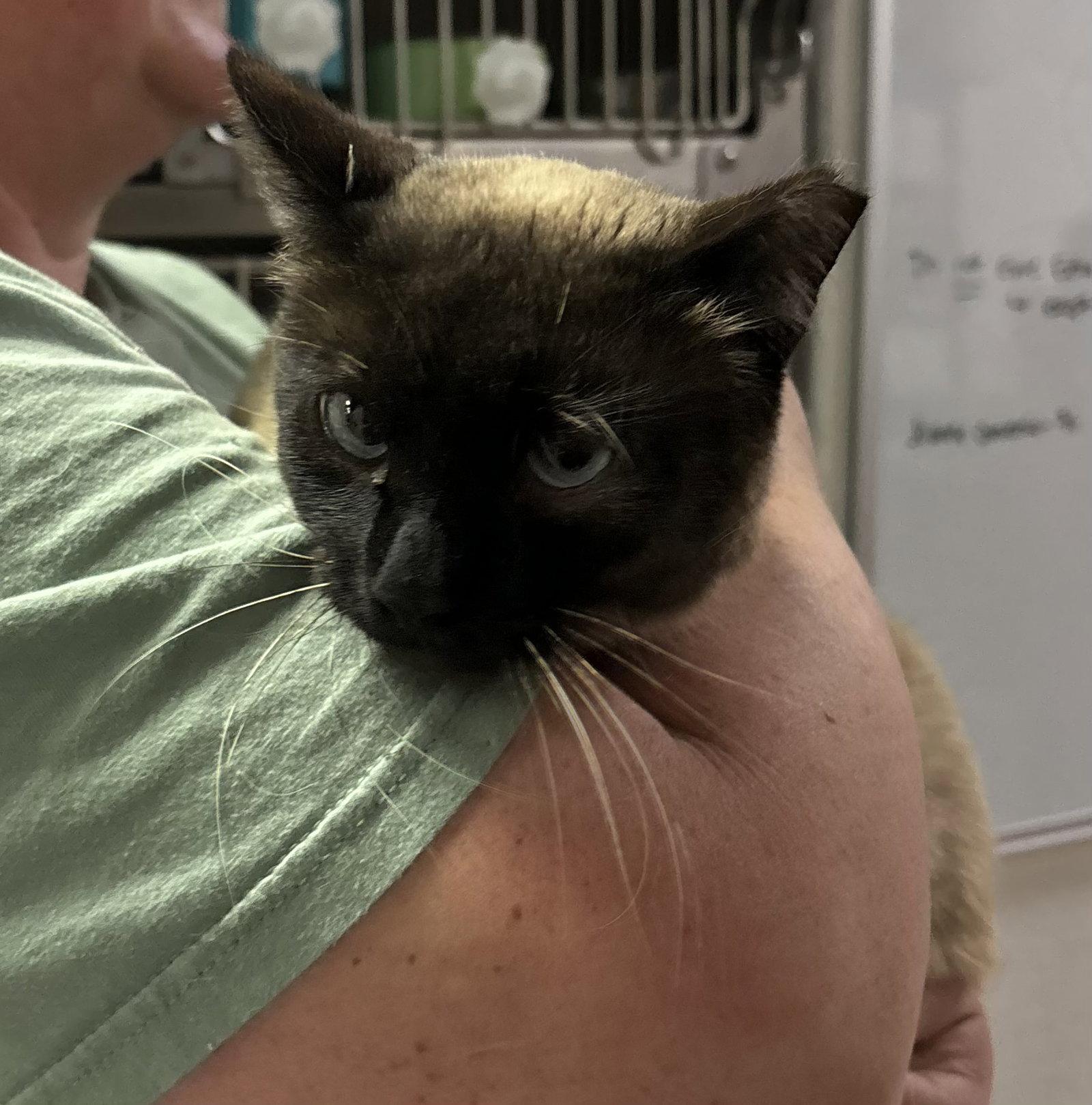 Aggy ( BC), Adoptable, Adult Female Siamese.