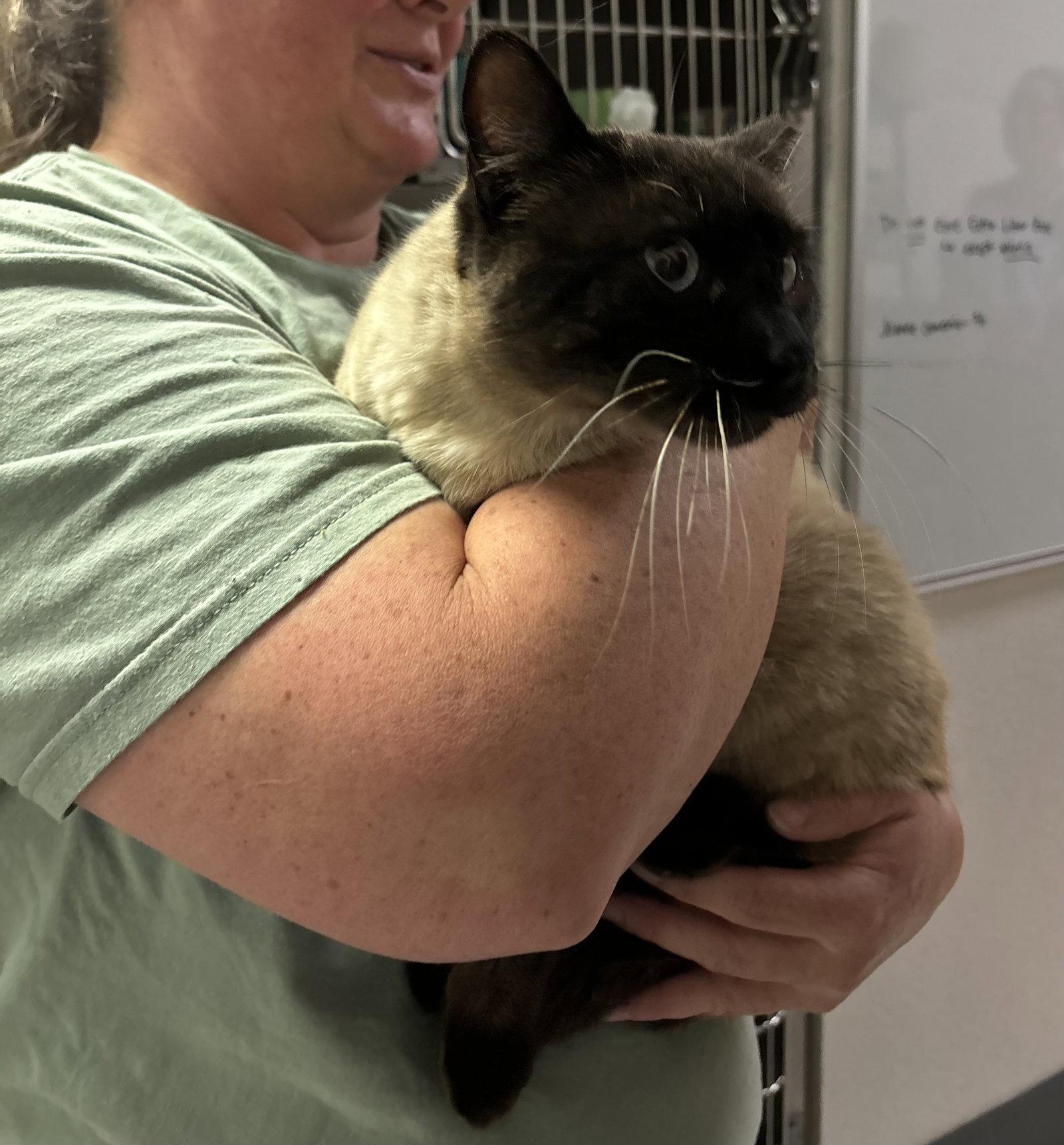 Aggy ( BC), a Adoptable Siamese in Vacaville, CA image 2/2