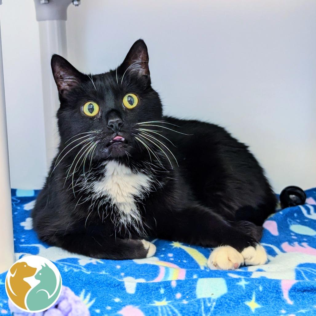 Monty Python (FIV +), Adoptable, Adult Male Domestic Short Hair.