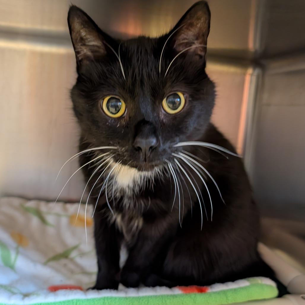 Enlarge Monty Python (FIV +), a Adoptable Domestic Short Hair in Toledo, OH image 2/2