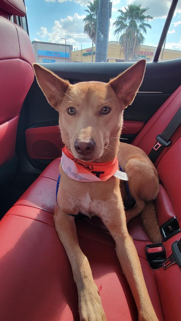 Enlarge Nova, a Adoptable Dutch Shepherd in Spring, TX image 2/6