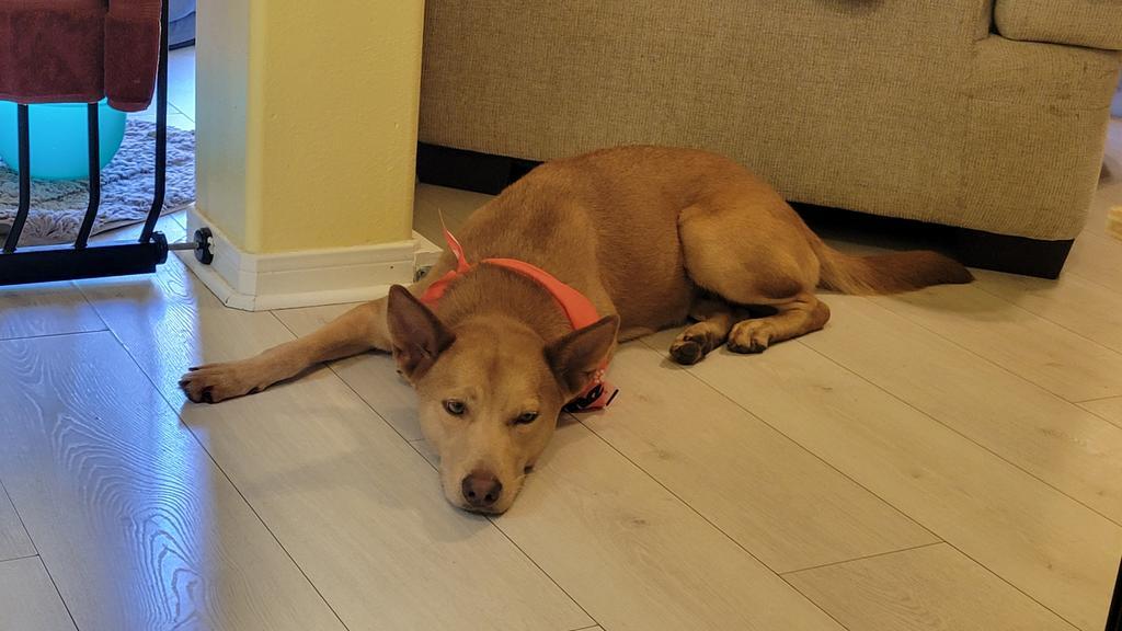 Enlarge Nova, a Adoptable Dutch Shepherd in Spring, TX image 3/6