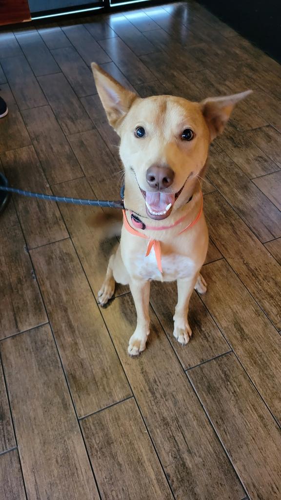 Enlarge Nova, a Adoptable Dutch Shepherd in Spring, TX image 4/6