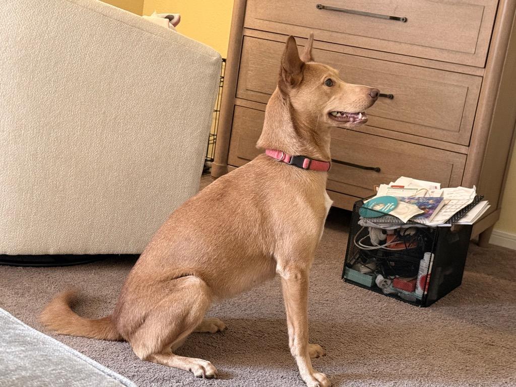 Enlarge Nova, a Adoptable Dutch Shepherd in Spring, TX image 3/6