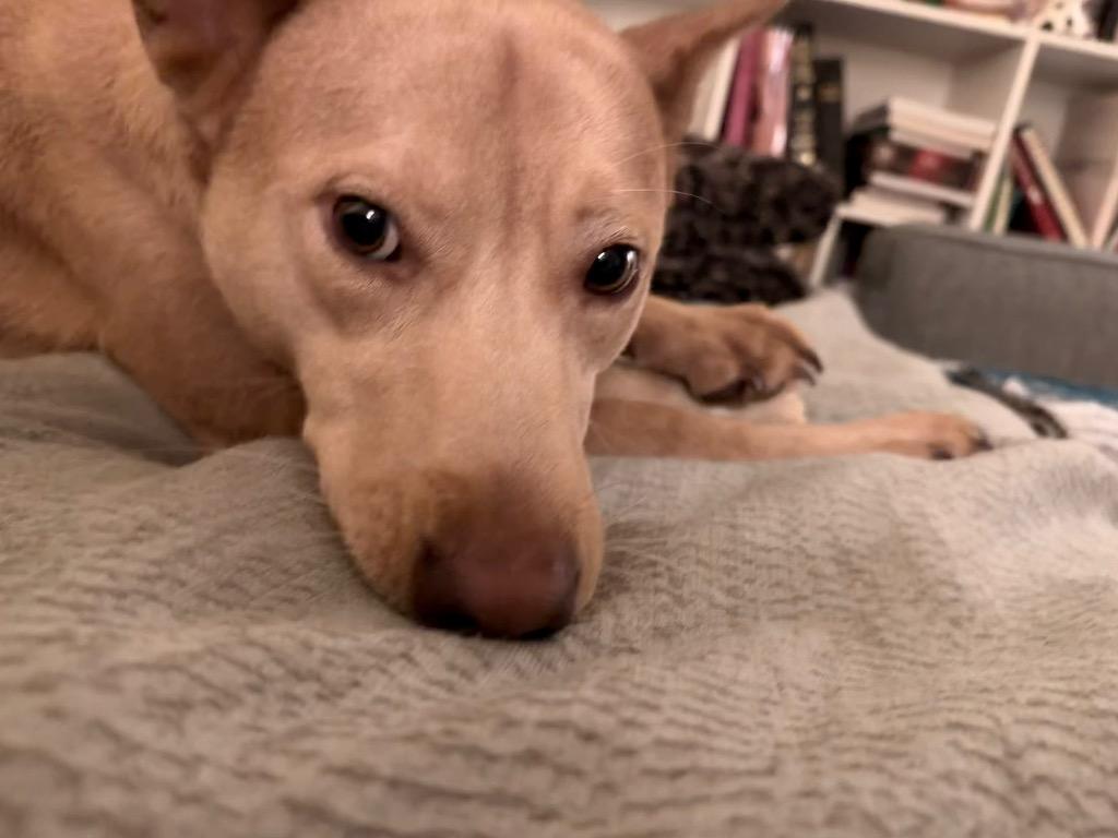 Nova, a Adoptable Carolina Dog in Spring, TX image 4/6