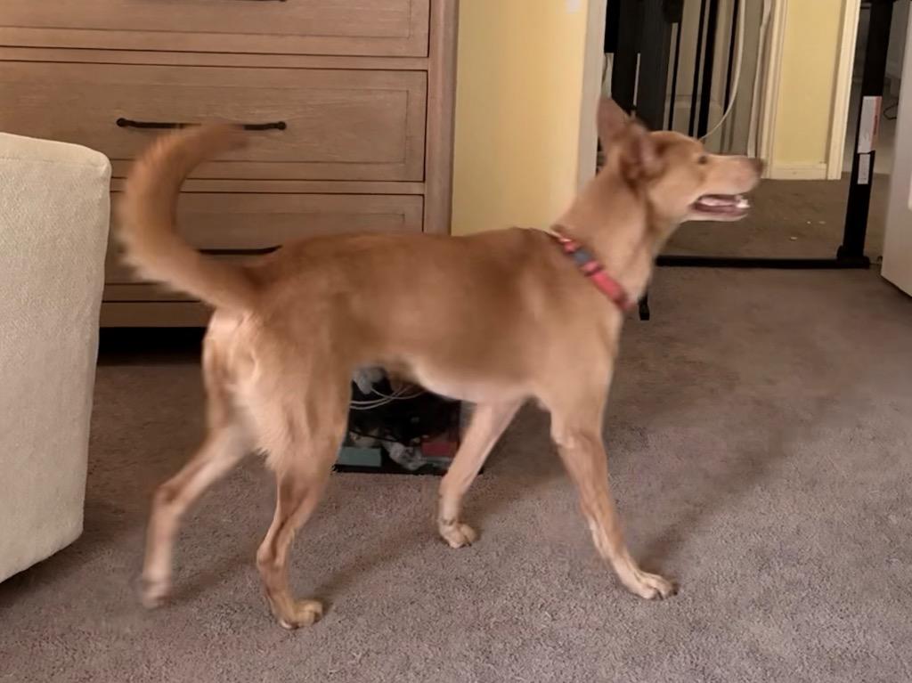 Enlarge Nova, a Adoptable Dutch Shepherd in Spring, TX image 6/6