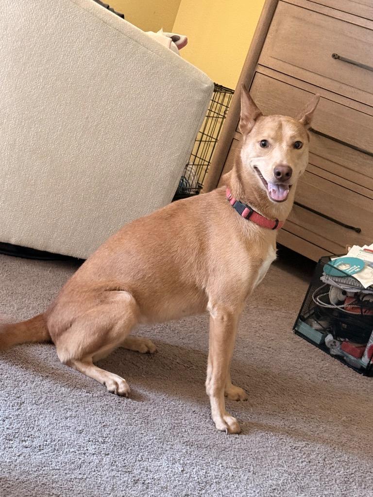 Enlarge Nova, a Adoptable Dutch Shepherd in Spring, TX image 6/6