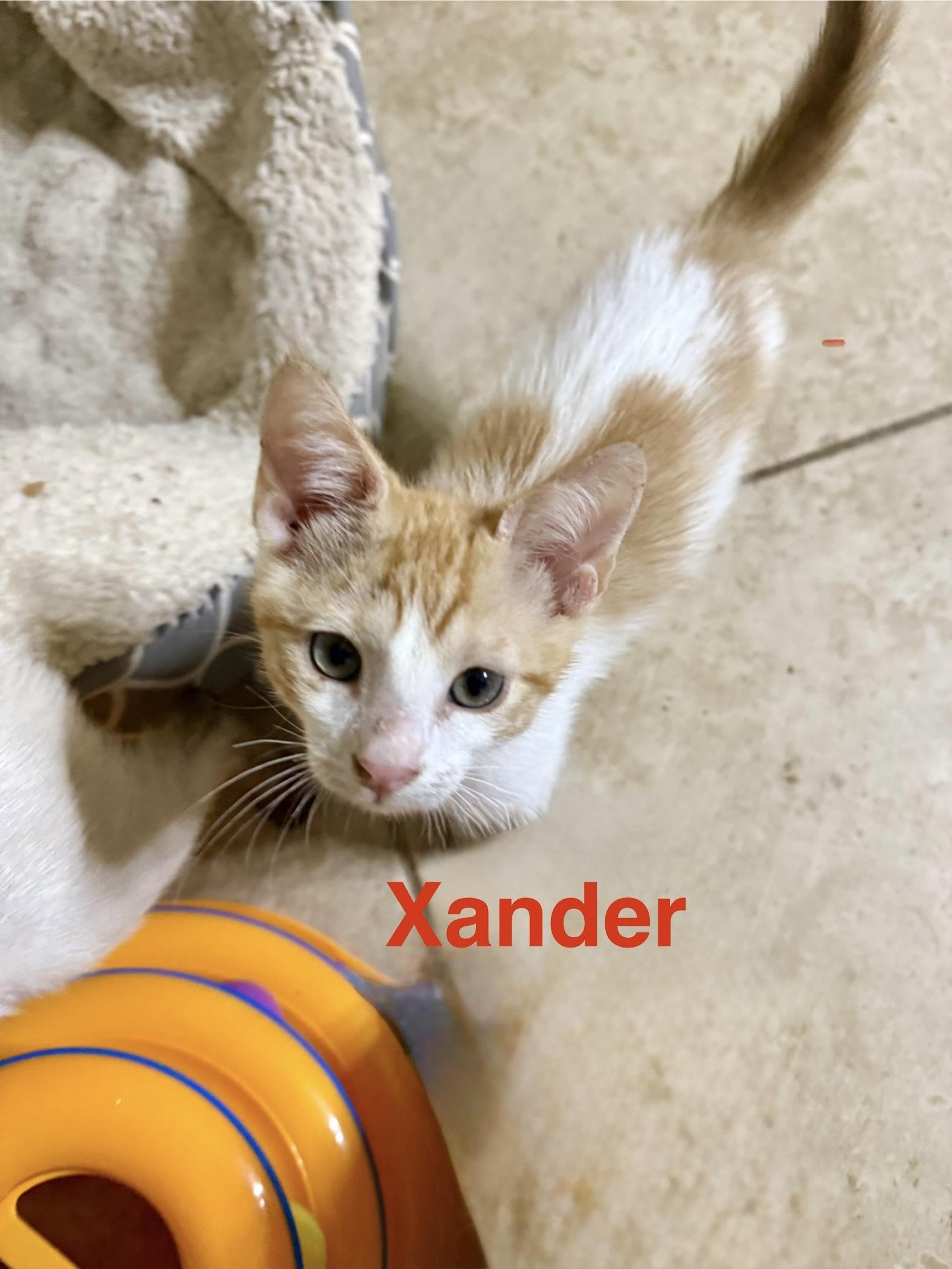 Xander