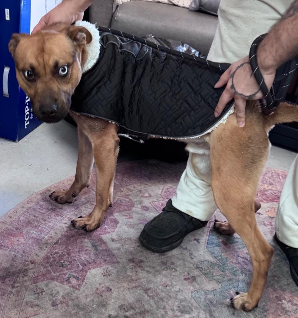 Enlarge Beaver, a Adoptable mixed breed in Crandon, WI image 1/3