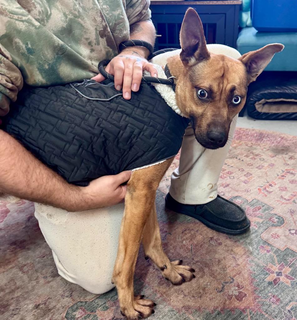 Enlarge Beaver, a Adoptable mixed breed in Crandon, WI image 2/3