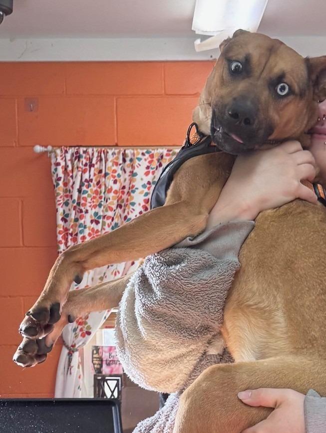 Enlarge Beaver, a Adoptable mixed breed in Crandon, WI image 3/3