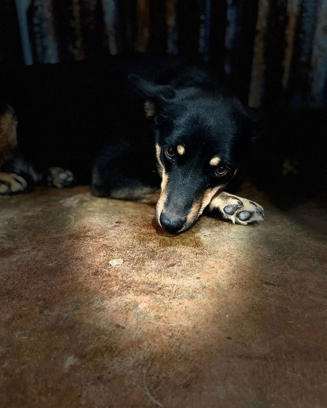 Enlarge Bonnie, a Adoptable mixed breed in Texarkana, TX image 1/3