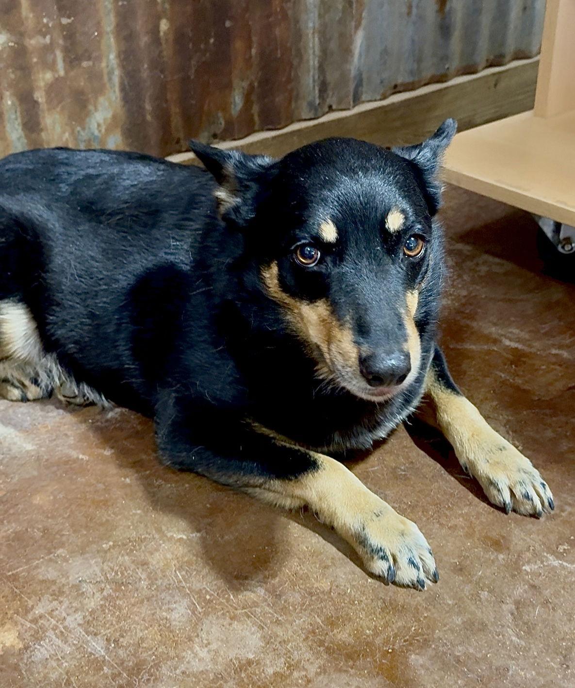 Enlarge Bonnie, a Adoptable mixed breed in Texarkana, TX image 2/3