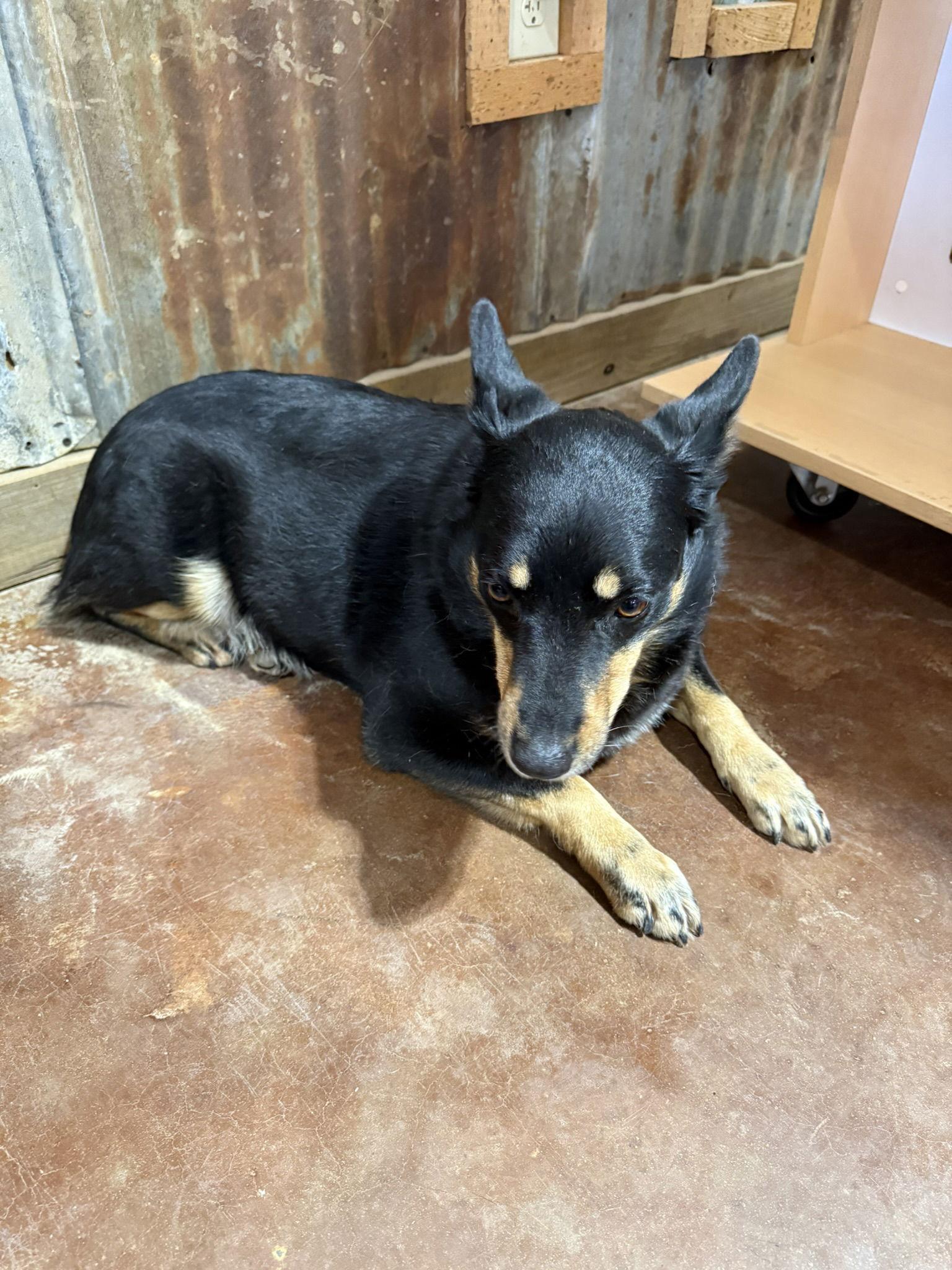 Enlarge Bonnie, a Adoptable mixed breed in Texarkana, TX image 3/3