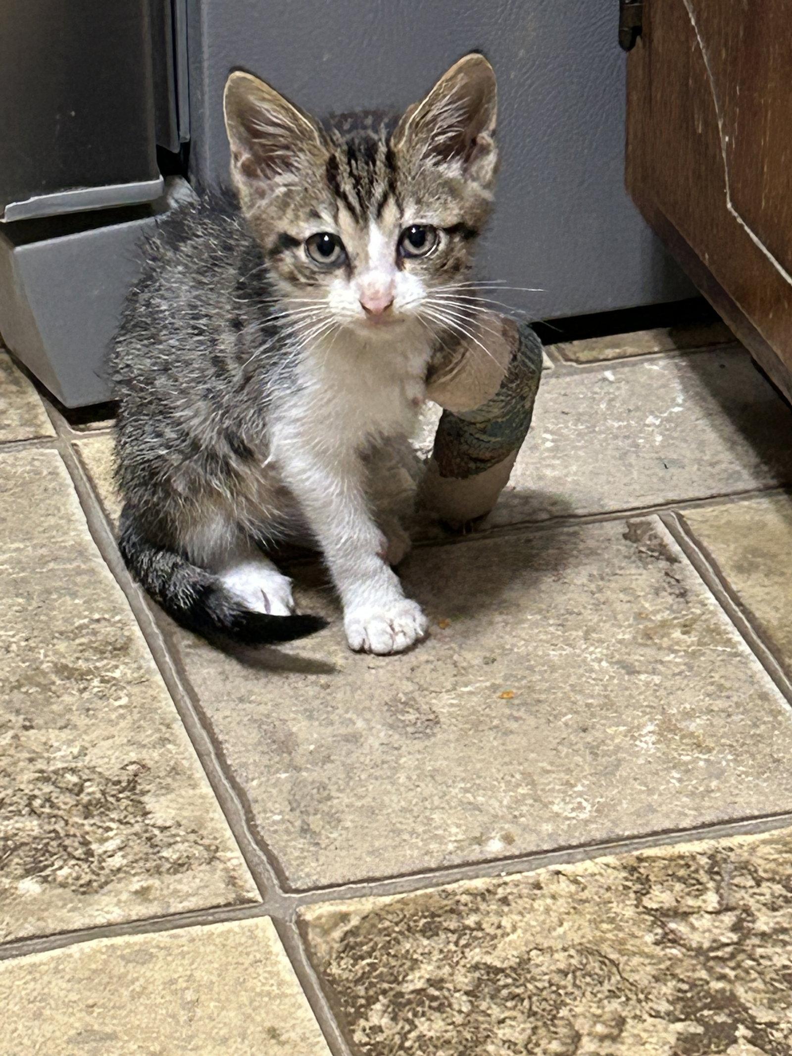 Enlarge Dash   (kk), a Adoptable Domestic Short Hair in White Bluff, TN image 2/3