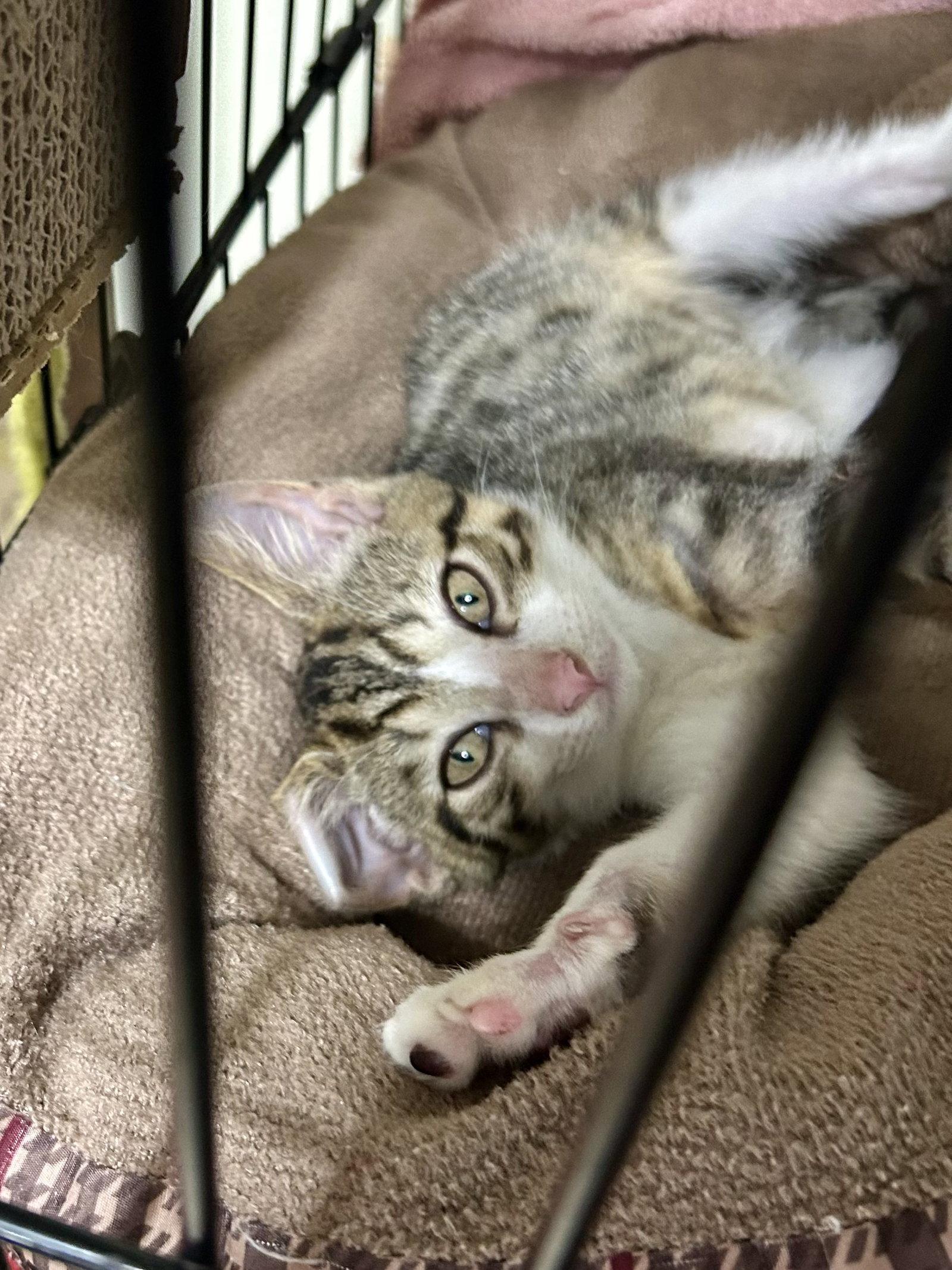 Enlarge Dash   (kk), a Adoptable Domestic Short Hair in White Bluff, TN image 3/3