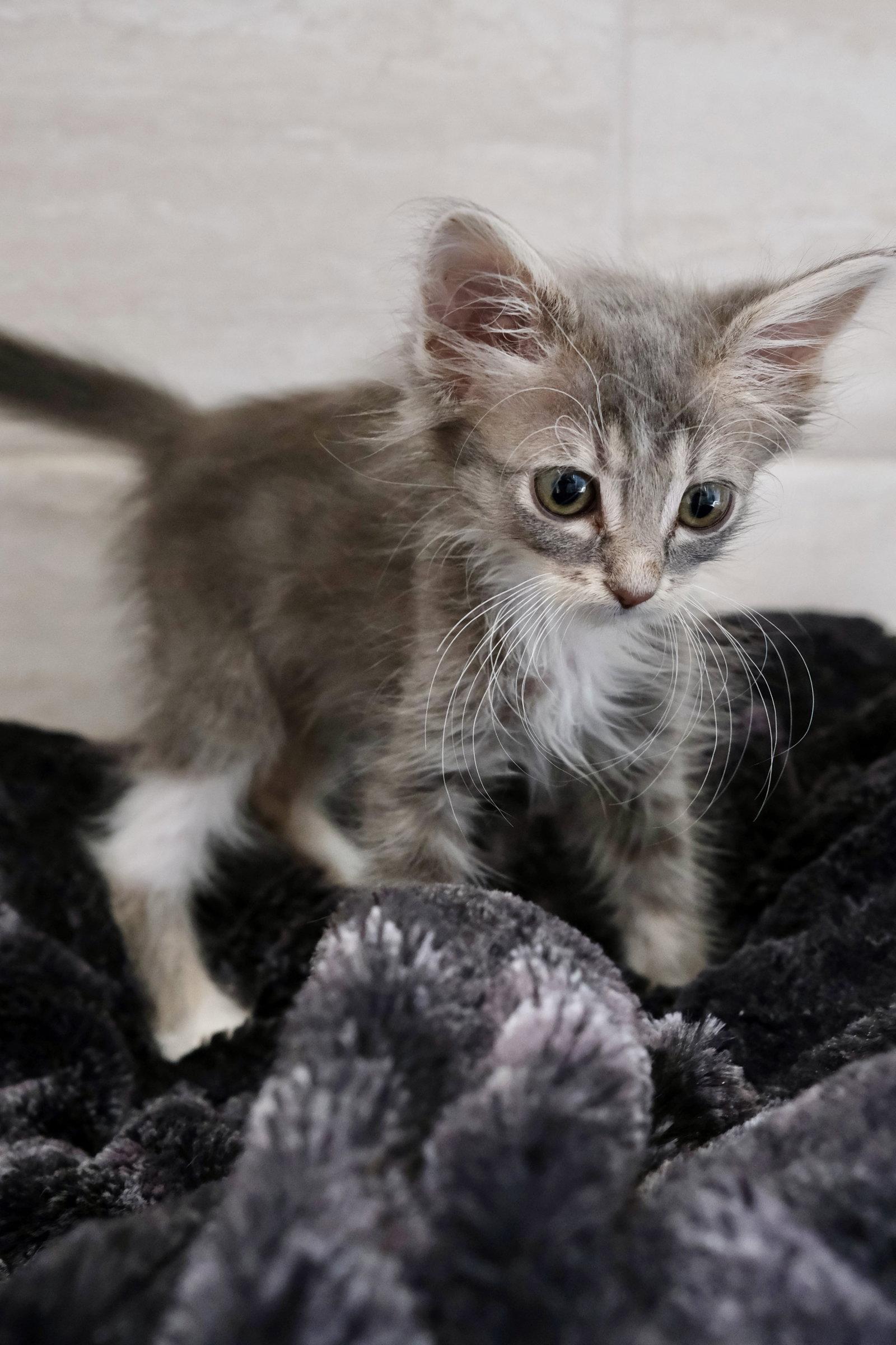 Simba, Adopted, Kitten Female Tabby & Domestic Long Hair.