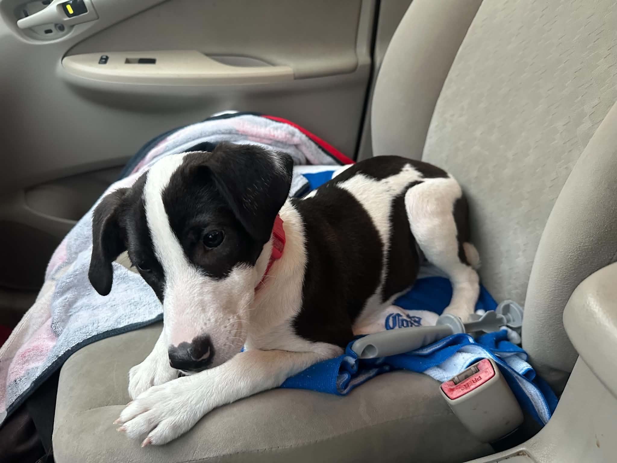 Enlarge Penny, a Adoptable mixed breed in Crystal Lake, IL image 4/6