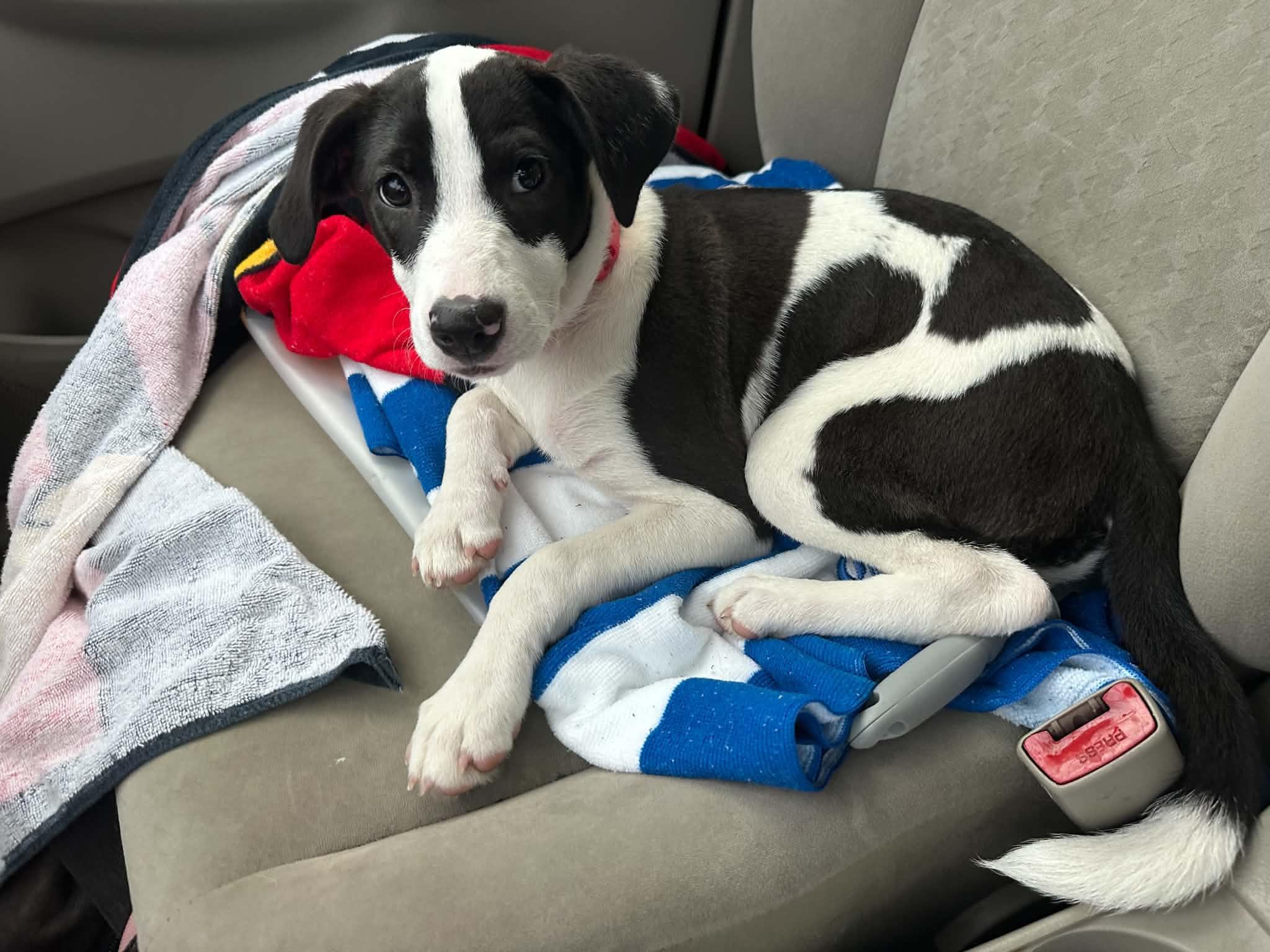 Enlarge Penny, a Adoptable mixed breed in Crystal Lake, IL image 2/6