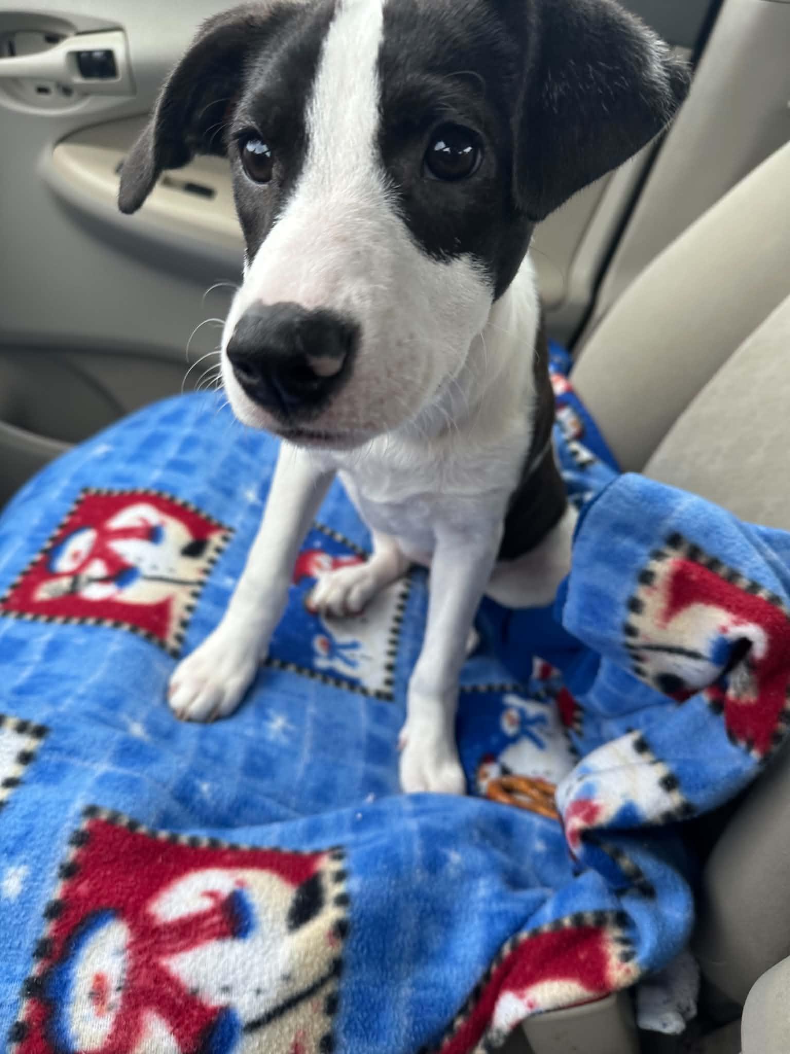 Enlarge Penny, a Adoptable mixed breed in Crystal Lake, IL image 1/6